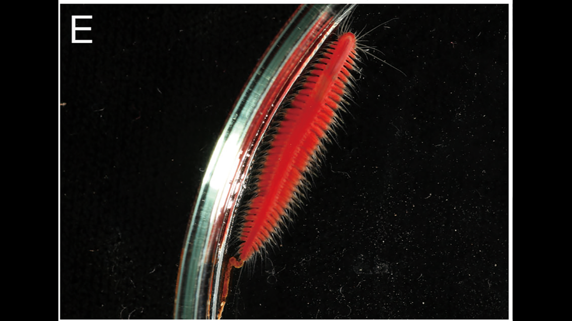 Two new species of red bristle worms found in Japan: study | Miami